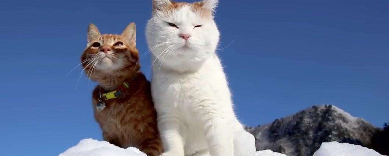 野猫怎么赶走