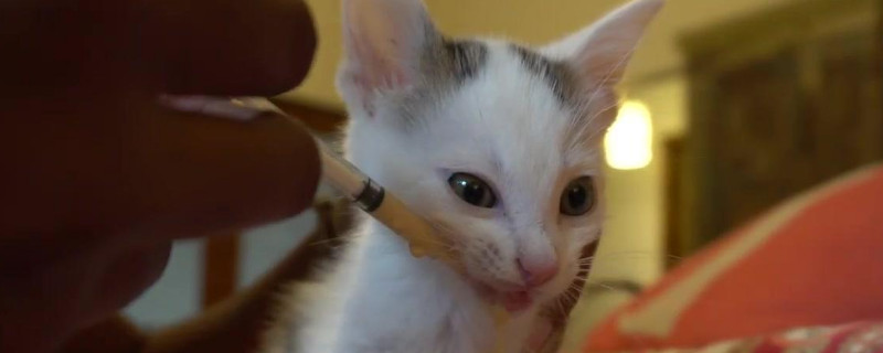 小猫喜欢吃什么食物