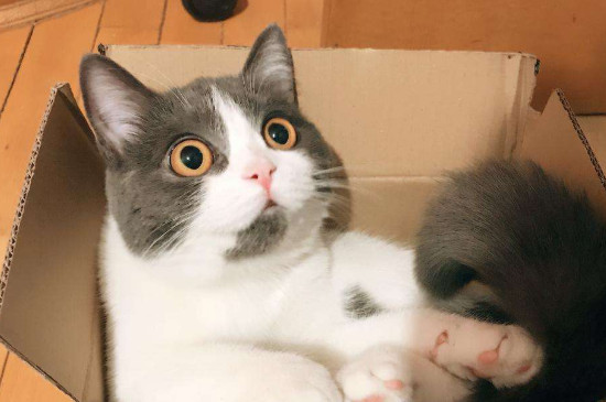母猫不绝育的危害