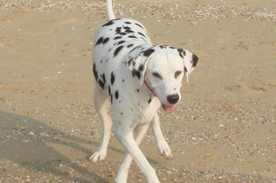 大麦町和小麦町犬区别