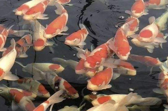 观赏鱼掉鳞片是怎么回事