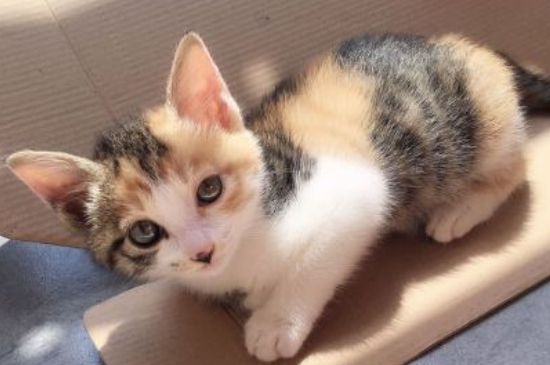 猫咪为啥喜欢睡在主人边上
