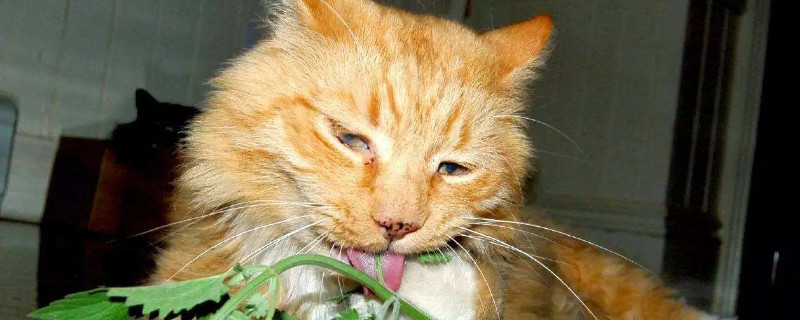 人吸了猫薄荷会怎么样