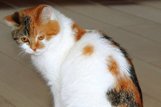 猫藓传染人的几率大吗