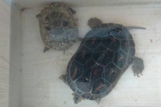 乌龟拉白色絮状物
