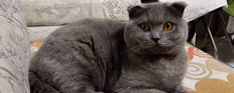 英短蓝猫会认主人吗