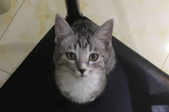如何知道公猫发情了，公猫发情的表现