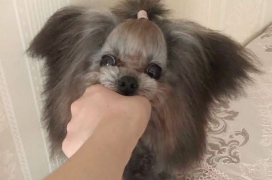 泰迪不听话能不能打它