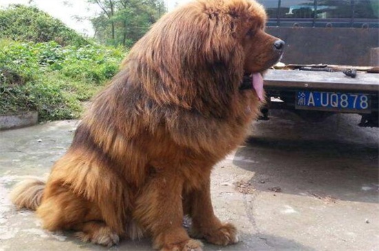 土佐犬为什么不敢养，体型太巨大且攻击性过强
