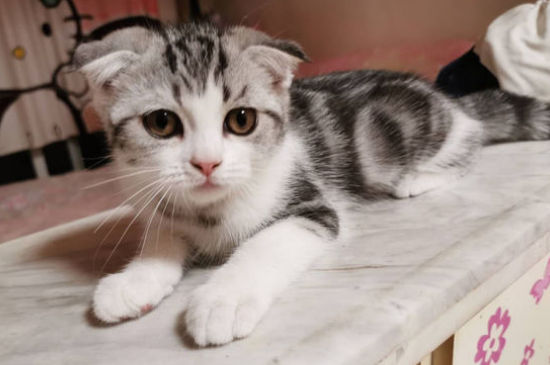 美国短毛猫的性格缺点