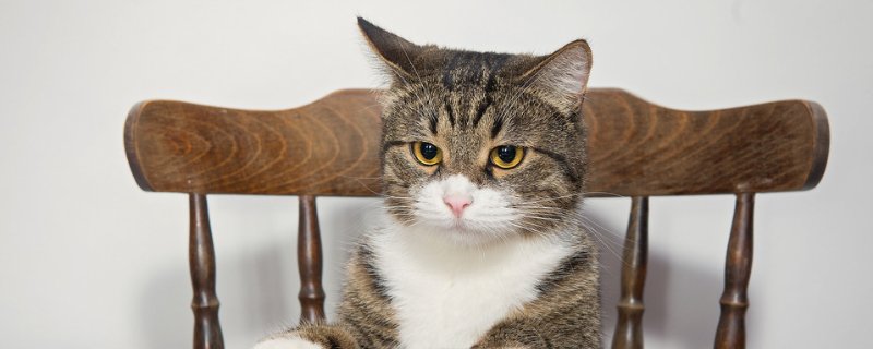 猫胺吃多了后果有什么，猫吃赖氨酸过量的危害