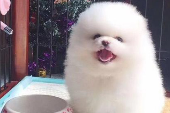 博美到新家多久适应