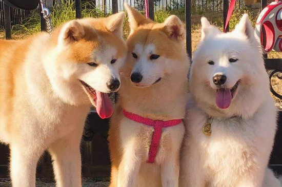 狗狗被东西卡到了怎么办