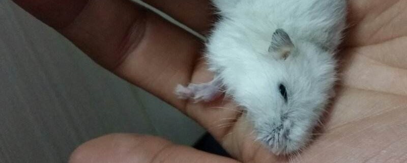 仓鼠死前的睡姿