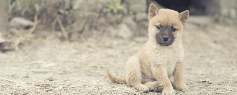 中华田园犬六大品种
