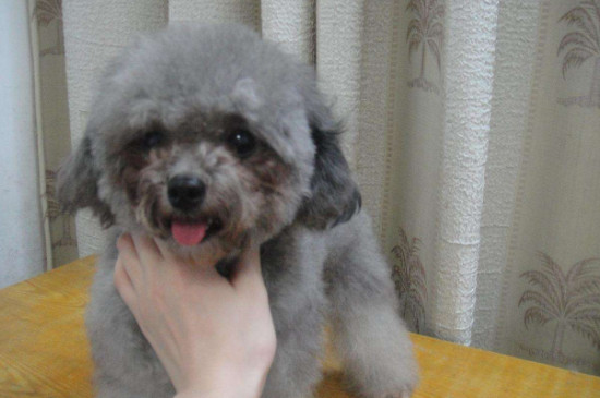 灰泰迪吃什么狗粮