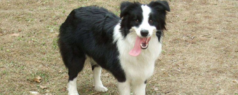 边境牧羊犬掉毛厉害吗