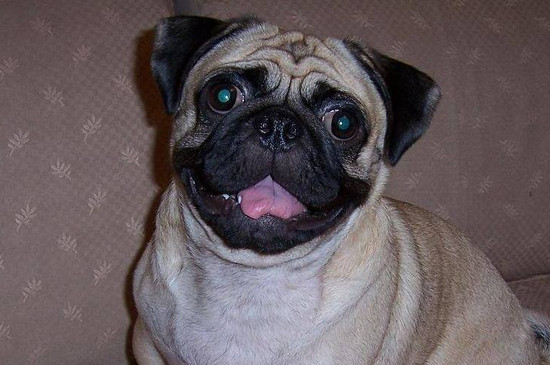 巴哥犬好不好养，巴哥不闹不粘人好打理比较好养