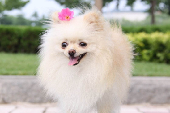 博美茶杯犬价格多少钱一只，价钱一般在8000元左右