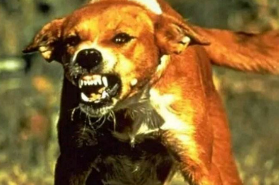 狂犬病的狗能活多久，3～5天内死亡率高达80%