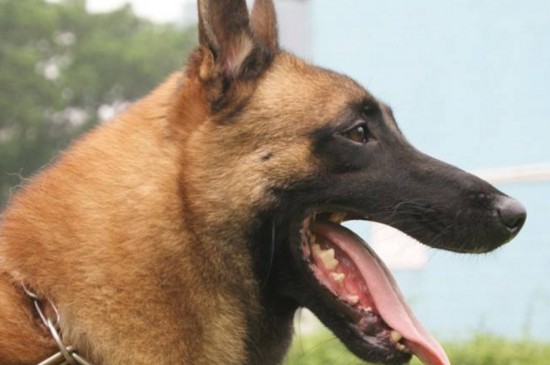 马犬的价格，马犬幼犬售价在1200～4500元不等