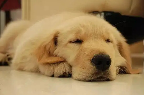 狗狗尿血是怎么回事