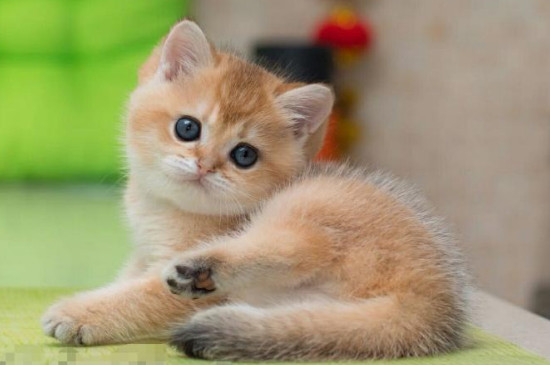 猫眼竖瞳和圆瞳的区别