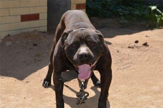 土佐犬为什么不敢养，体型太巨大且攻击性过强