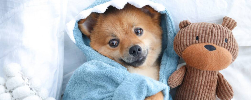 博美犬能吃红薯吗