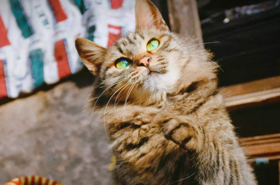 长毛狸花猫稀有吗