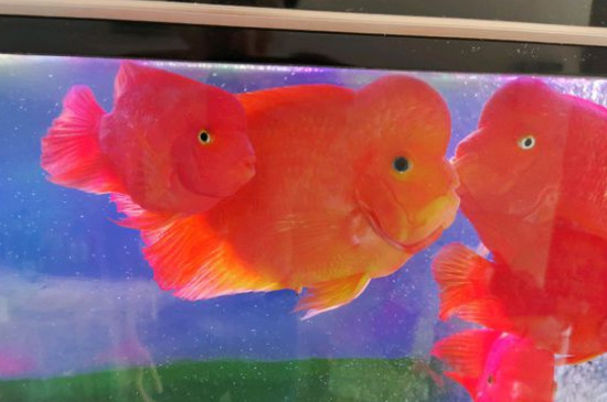 鹦鹉鱼产卵了怎么办