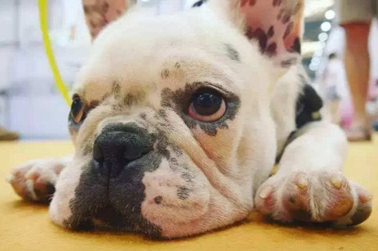狗狗中暑有什么症状