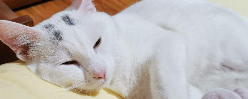 猫绝育禁食6小时够吗