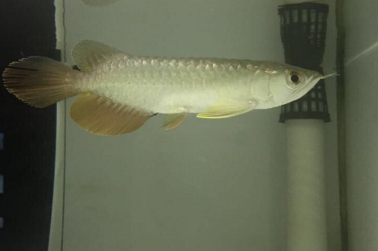 新手养龙鱼要注意什么