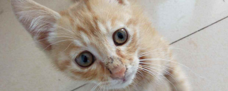 猫鼻子有黑色结痂