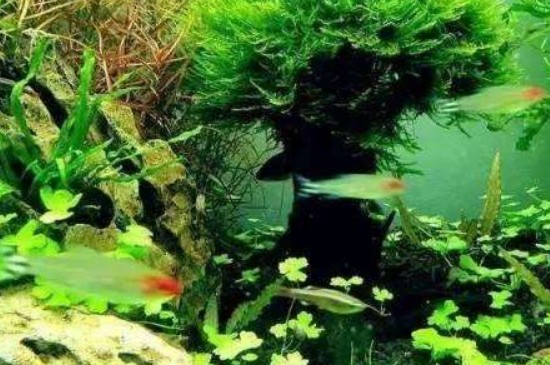 红鼻剪刀为什么容易死