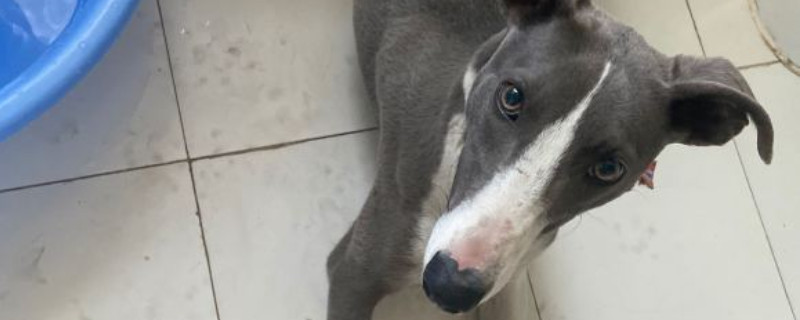 幼年灵缇犬多少钱一只，纯种灵缇犬幼崽什么价格