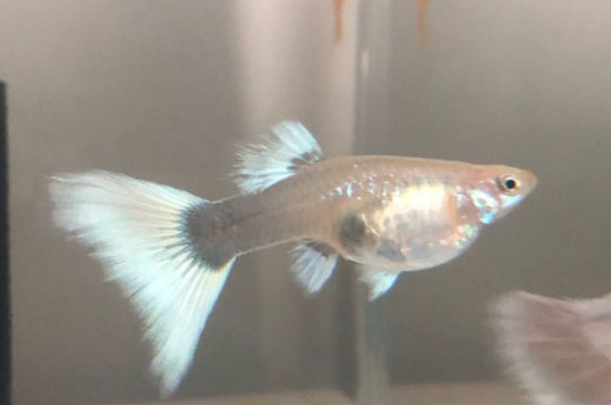 孔雀鱼产卵的征兆