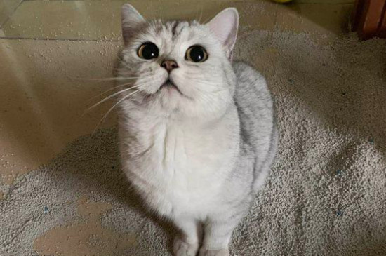 猫会哭吗