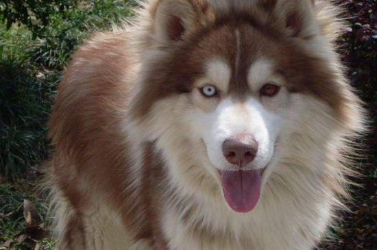 阿拉斯加犬多少钱一只