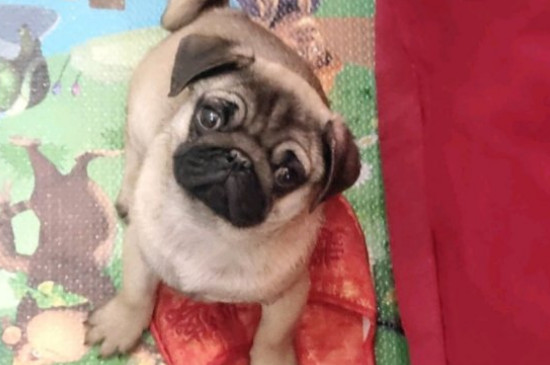 巴哥犬性格怎么样，巴哥犬的性格优缺点
