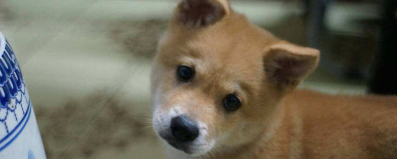 养柴犬的禁忌