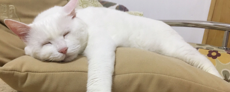 小猫可以喝牛奶吗