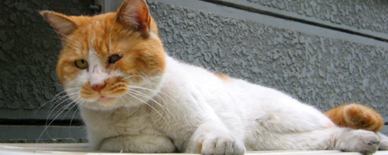猫咪多大开始发情?