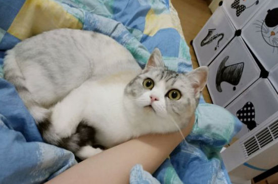 猫咪尿频而且每次只尿一点