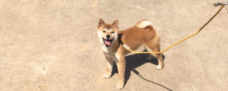 柴犬怎么养胖一点