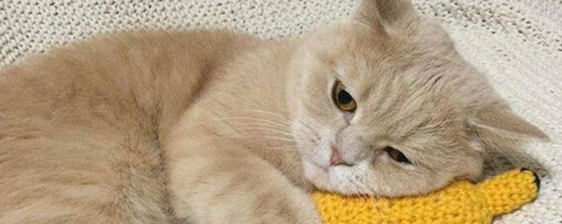 猫抑郁的表现