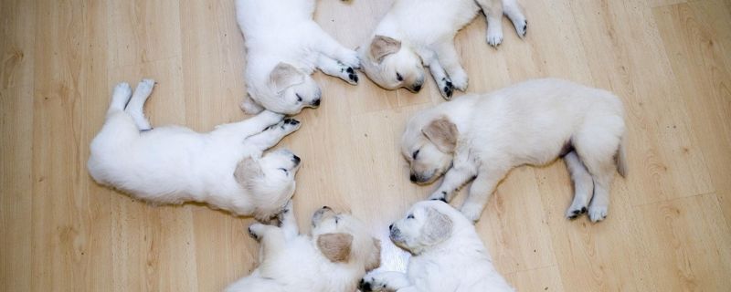 狗狗不能吃的食物