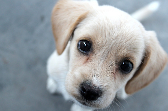 拉布拉多犬好养吗