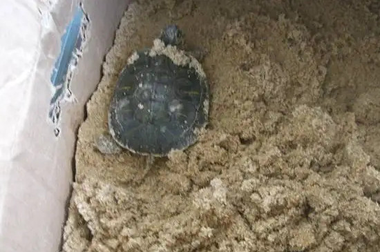 乌龟过冬的方法有哪些